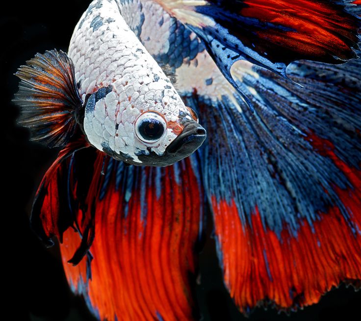 Betta Balığı